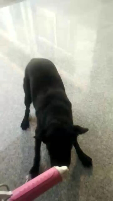 我家的傻狗/狂笑