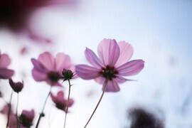 你ღ果然ღ是老板主播照片