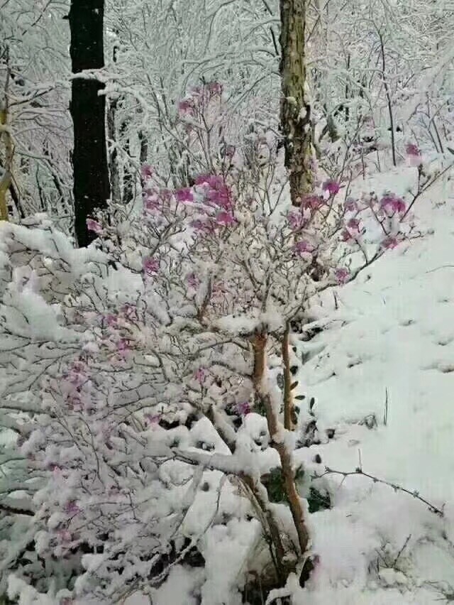 社会💞夭夭（退）的图片