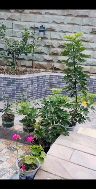 好多年没下雪了，赶紧