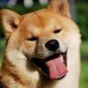 白熊需要学习