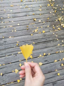 陈一🐰主播照片
