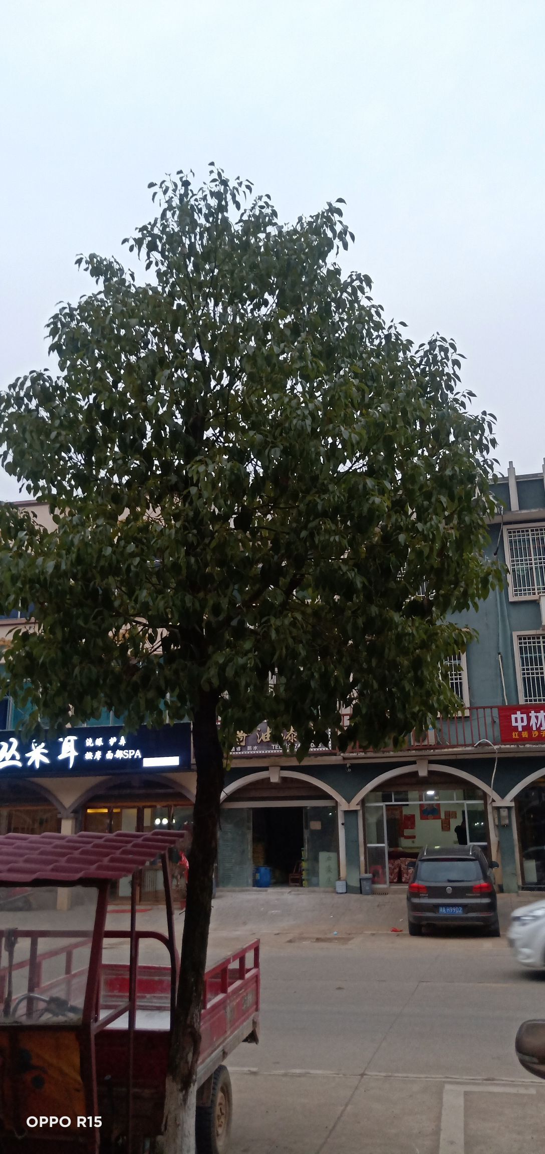 胆量小的华主播照片