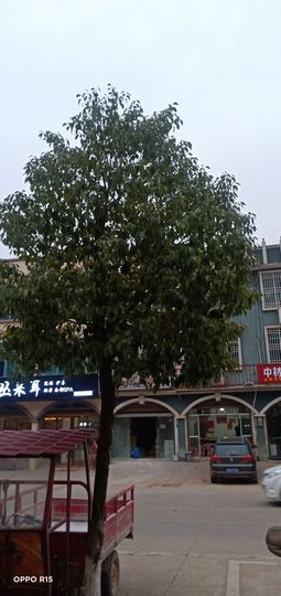 胆量小的华主播照片