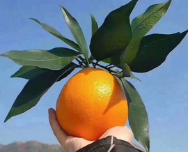 凑美没人爱主播照片