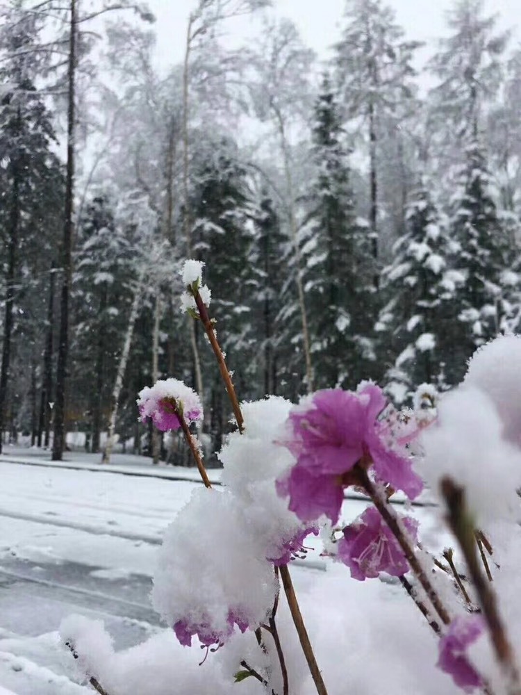 社会💞夭夭（退）的图片