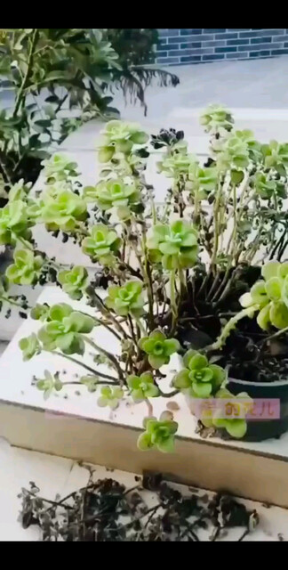 此花🌸叫，碰碰香，用