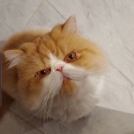 猫瞳小可怜~💖主播照片