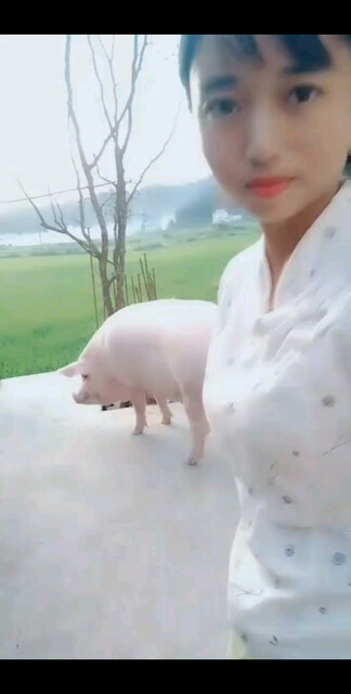 一只不让摸的猪🐷