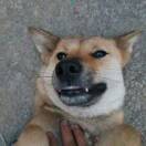 喵hu