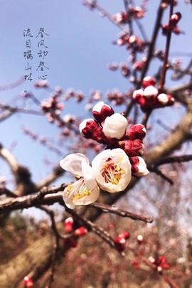 ★︶瑾萱、旗袍控主播照片