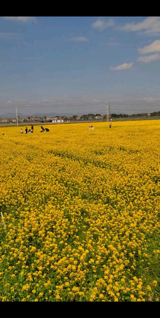 油菜花漂亮吗