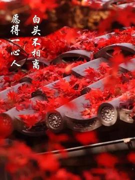 დ释怀დ主播照片