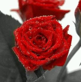 王龙哥🌹🌹🌹主播照片