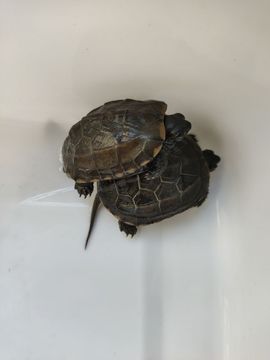 素雅依依暂休主播照片