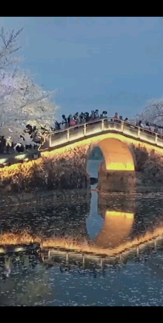 夜幕降临前的樱花🌸落