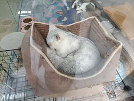 👑䒕暖宝好运旺旺旺主播照片