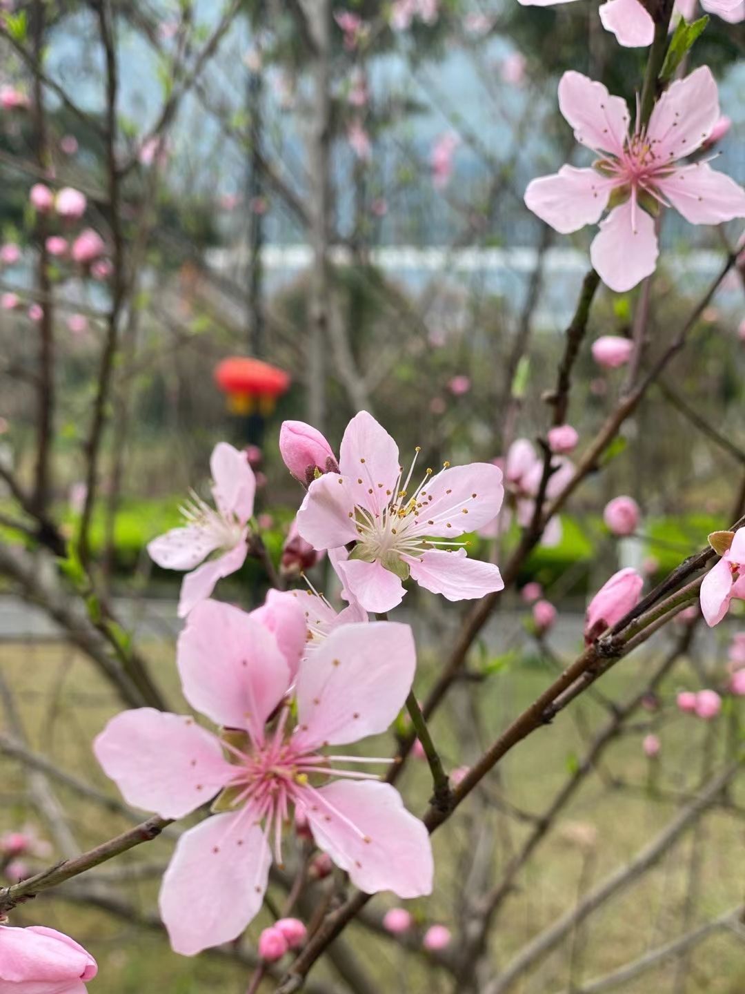 安琪同学的图片