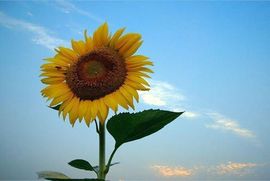 爱笑🌺好运常伴左右主播照片