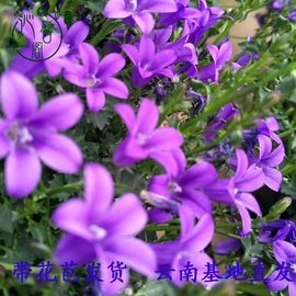 我元帥哥哥主播照片