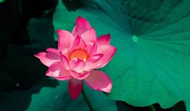 开心❤️❤️果主播照片