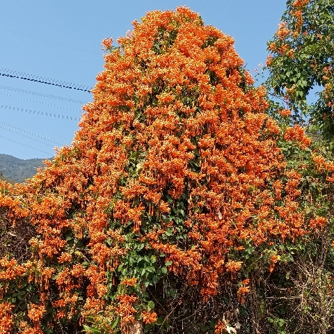 相遇是缘只等你的主播照片