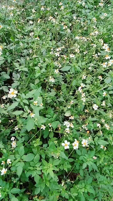 摘一朵情花送给你球