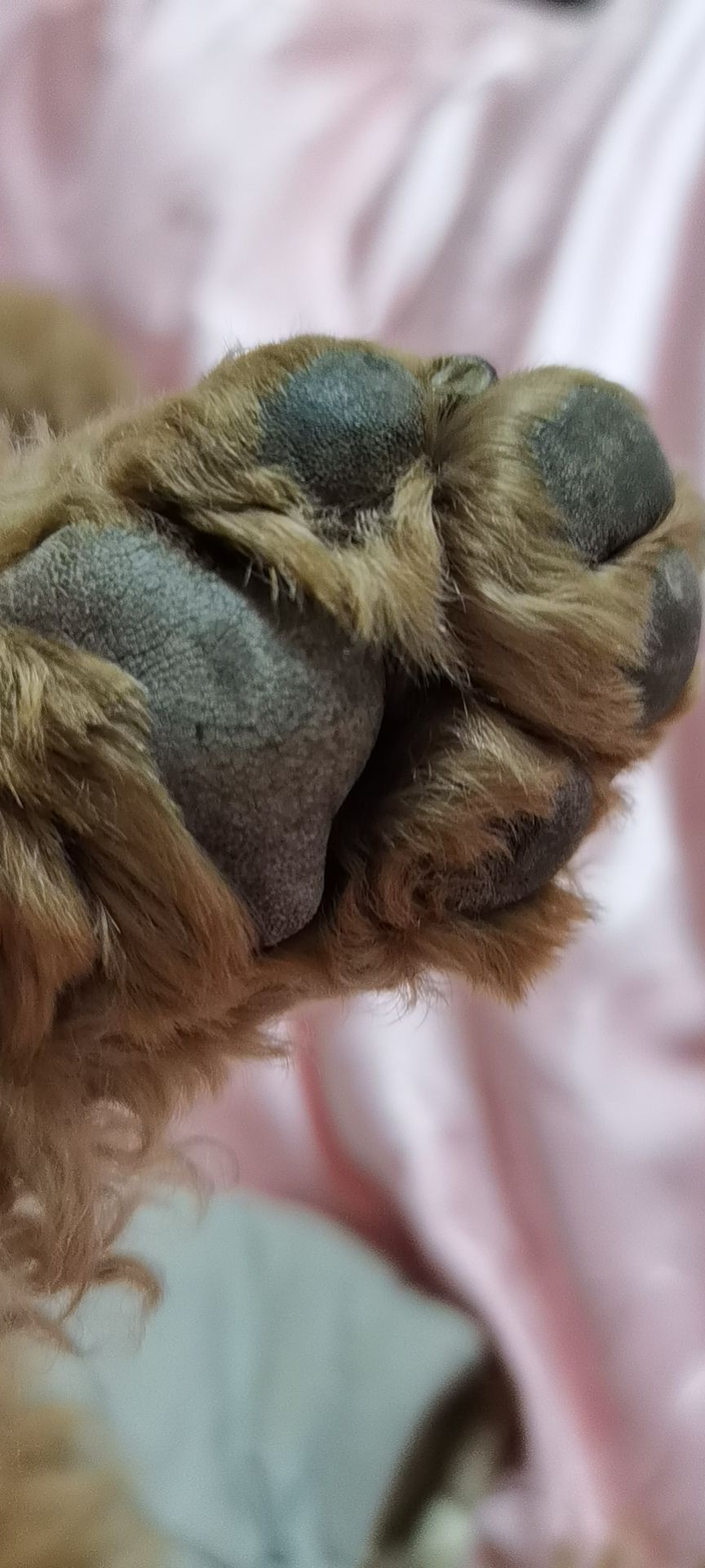 虹宝❣️出没了的图片