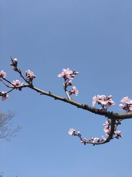 素雅依依暂休主播照片