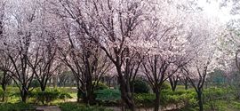 小芳，🌸减肥打卡主播照片