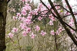 开心❤️❤️果主播照片