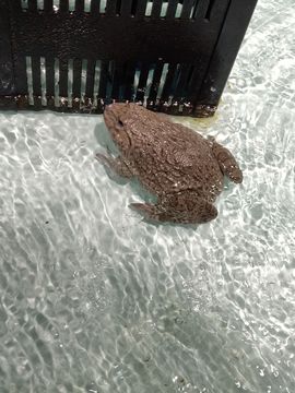 可可可可休息主播照片