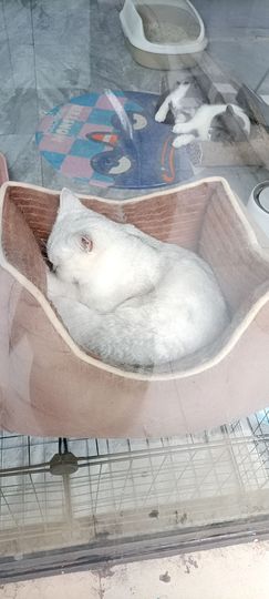 👑䒕暖宝好运旺旺旺主播照片