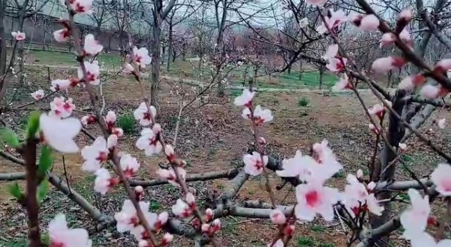 🌹乐消遥🌹的主播照片