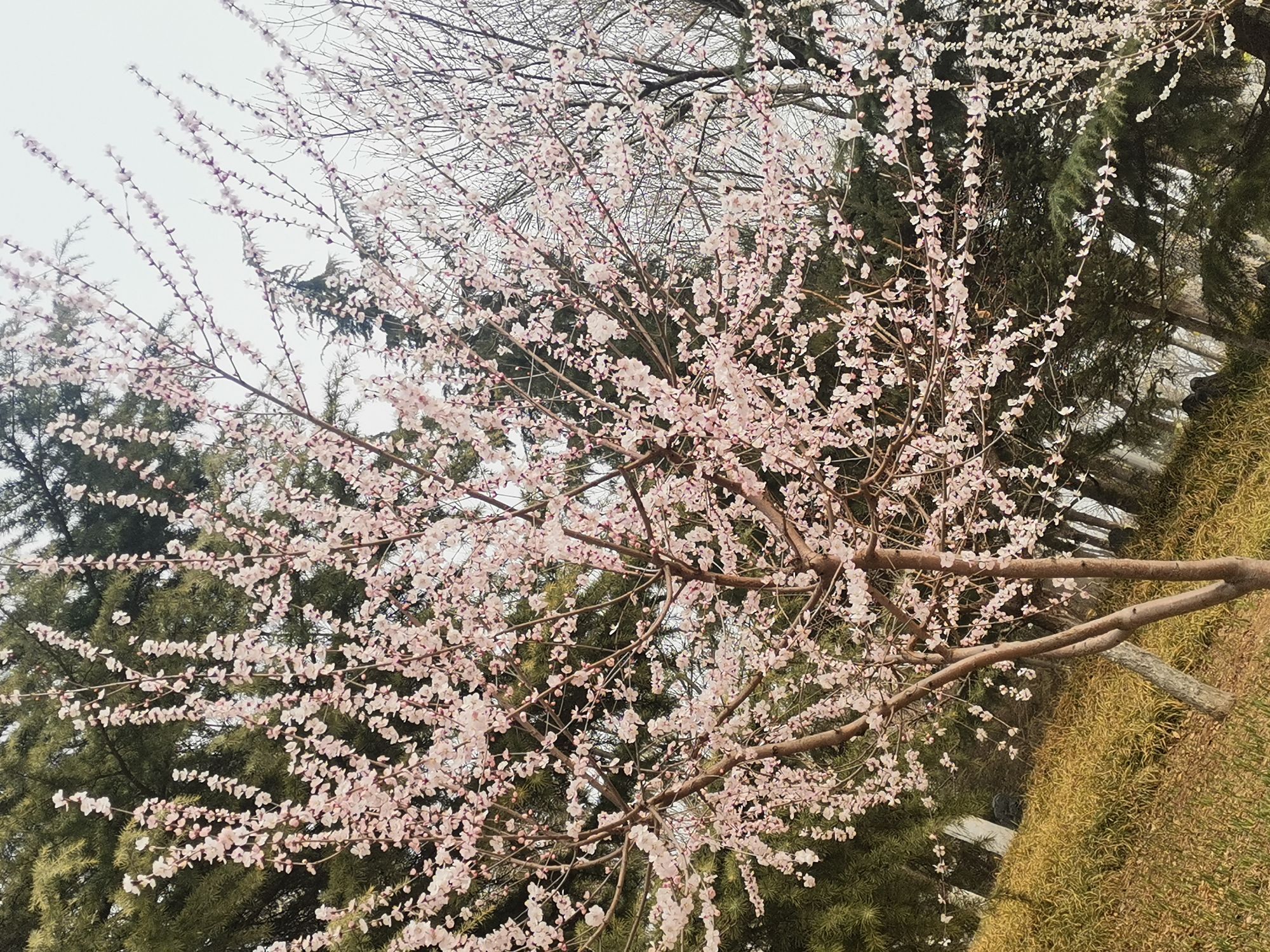 🌠往后余生🌠的主播照片