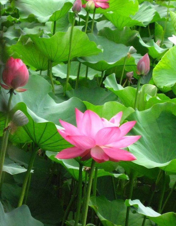 开心❤️❤️果的图片