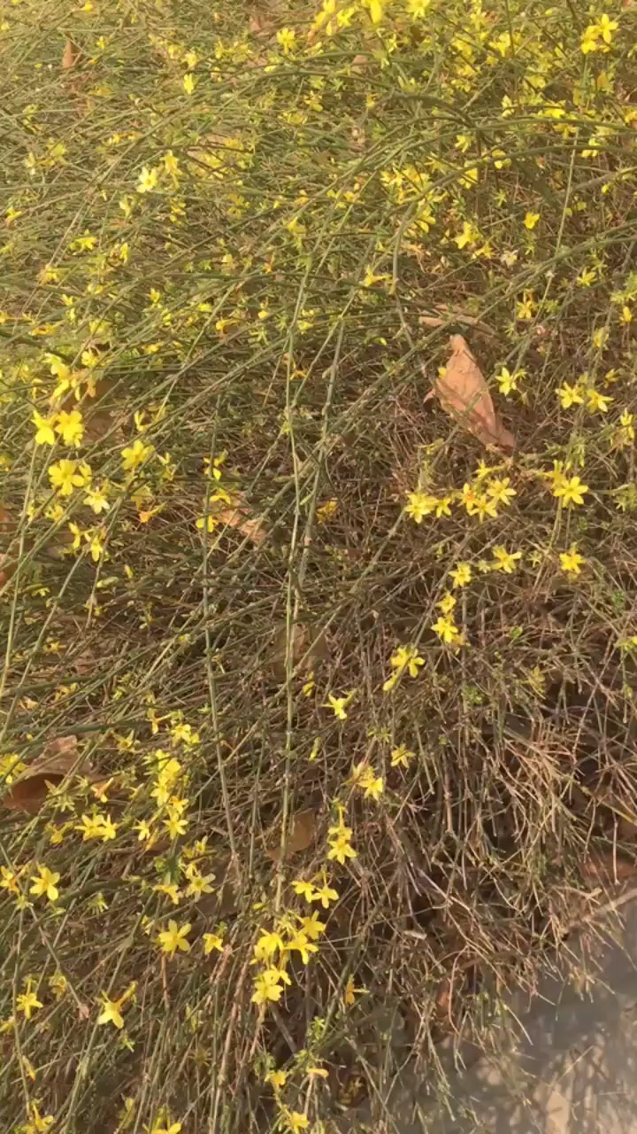 春暖花开喽/大笑/大