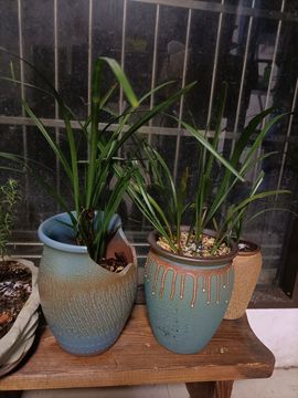 👑䒕暖宝好运旺旺旺主播照片