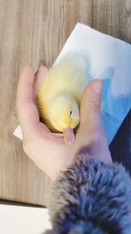 周七周七周七主播照片