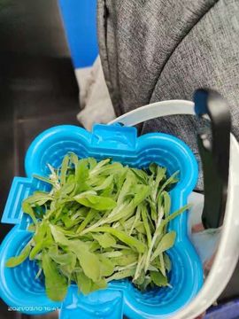 凑美没人爱主播照片