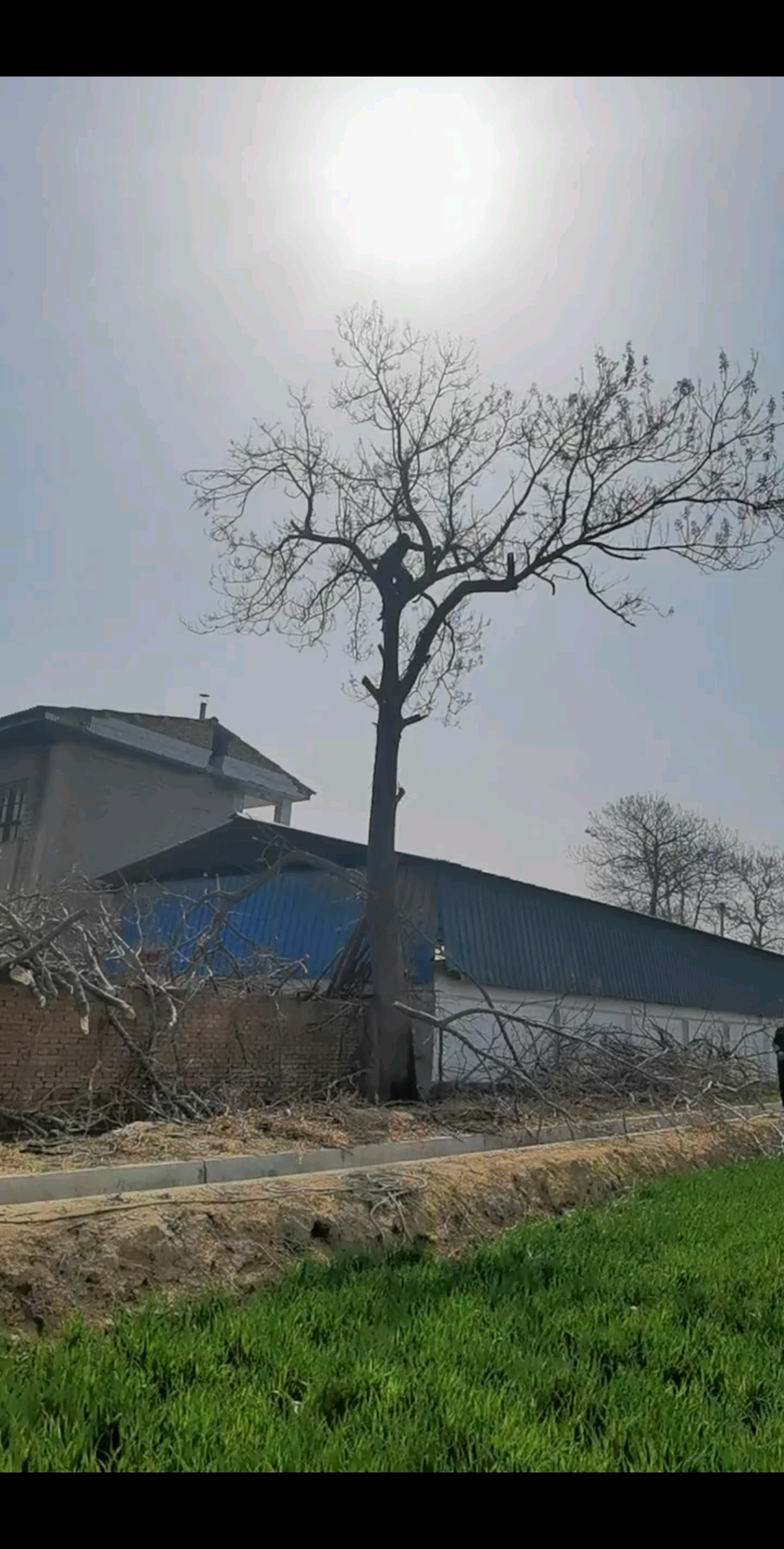 伐树，一棵树才卖二百