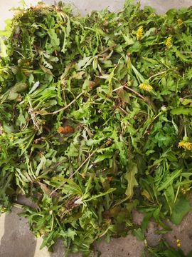 凑美没人爱主播照片