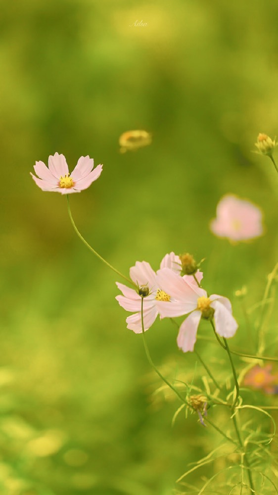 🌺伊伊➷的主播照片