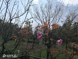 念念尊师萧剑主播照片