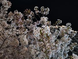 虹宝❣唱歌晚11点主播照片