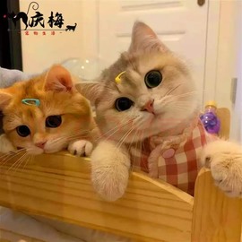 肉肉的瑾沫💃的图片