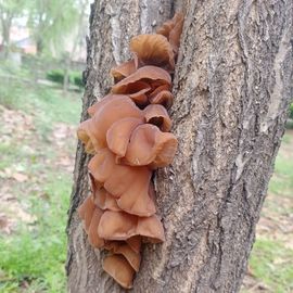 小芳，🌸减肥打卡主播照片
