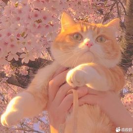 泡馍莫的图片