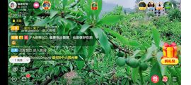 ……若主播照片