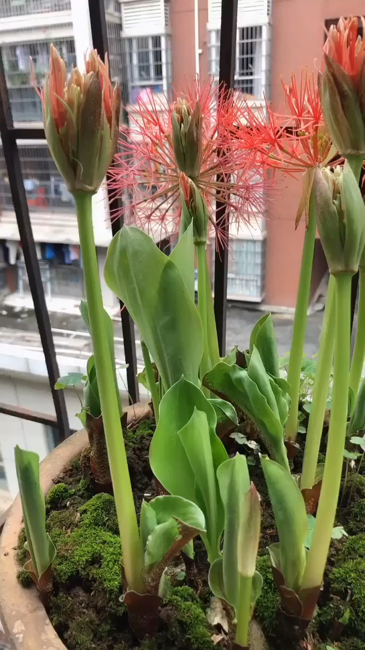 猜猜这是什么花？